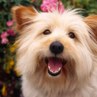Mix dogs wallpaper