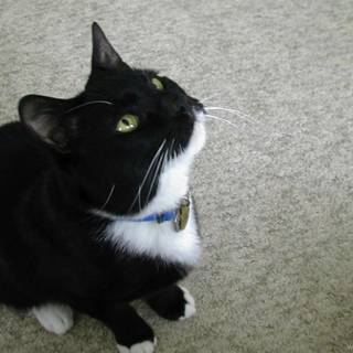 Tuxedo cat wallpaper