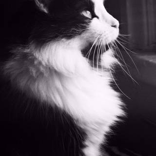 Tuxedo cat wallpaper