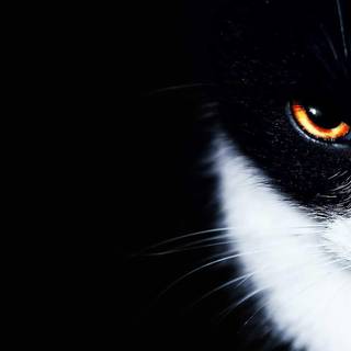 Tuxedo cat wallpaper