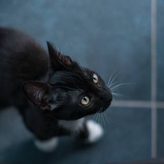 Tuxedo cat wallpaper