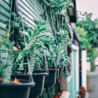 Hanging plants wallpaper