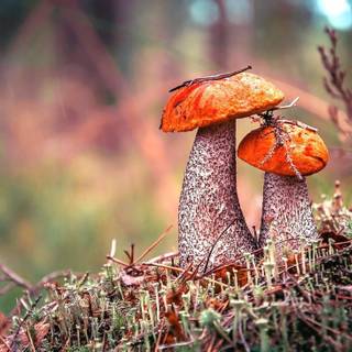 Autumn mushroom wallpaper