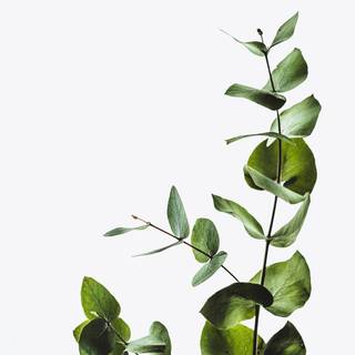 Hanging plants wallpaper