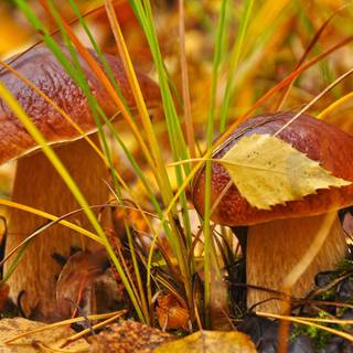 Autumn mushroom wallpaper