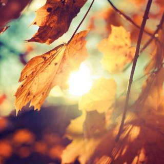 Autumn aesthetic kpop wallpaper