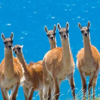 Lamas galaxy wallpaper