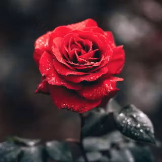 Rose beauty wallpaper