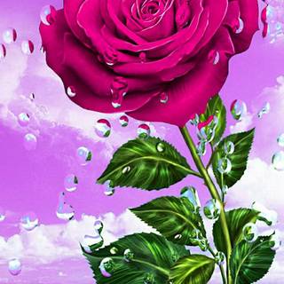 Rose beauty wallpaper