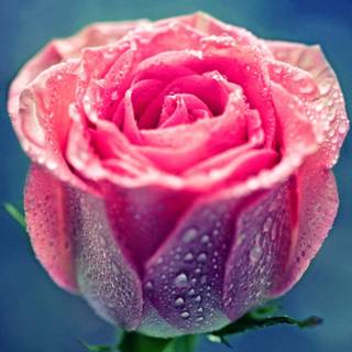 Rose beauty wallpaper