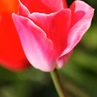 HD Android mobile Full Screen wallpaper