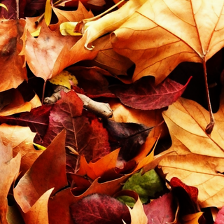 Autumn phone wallpaper