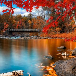 Autumn phone wallpaper