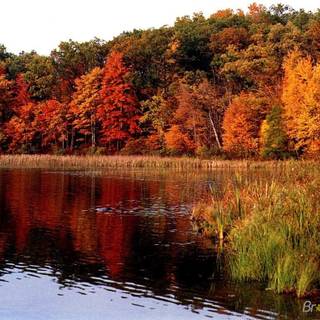 Autumn back wallpaper