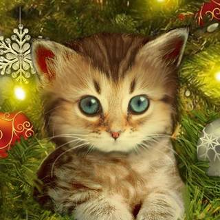 Christmas kittens wallpaper
