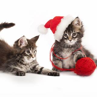 Christmas kittens wallpaper