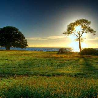 Morning sun wallpaper