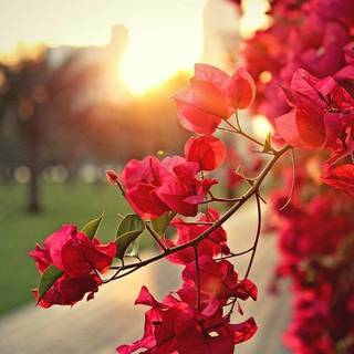 Fresh natural 4k mobiles wallpaper