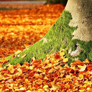 Autumn raking leaves wallpaper