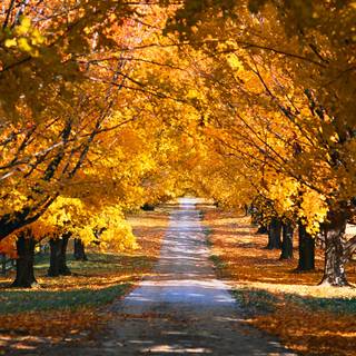 Autumn HD Ultra wallpaper