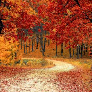 Autumn HD Ultra wallpaper