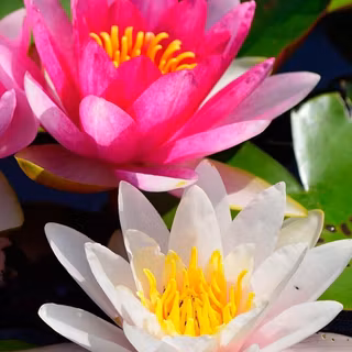 Water lilies wallpaper