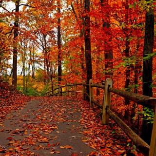 Autumn road route forest wallpaper