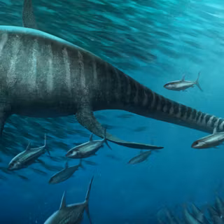 Elasmosaurus wallpaper