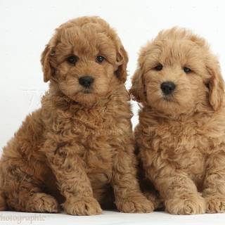 Labradoodle puppy wallpaper