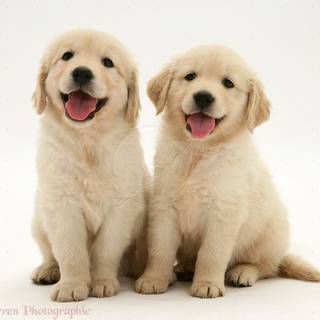Labradoodle puppy wallpaper