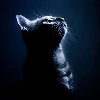 Dark cat wallpaper