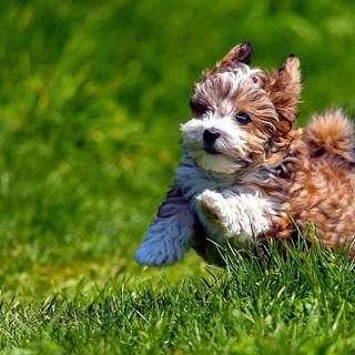 Havanese wallpaper