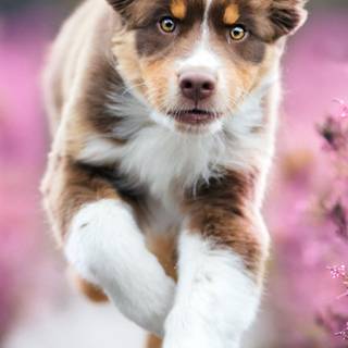 Red Merle Australian Shepherd wallpaper