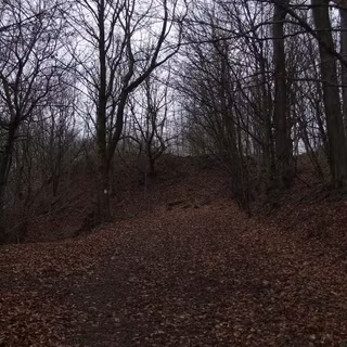 Autumn forest dark wallpaper