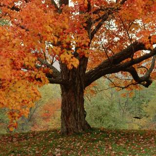 Autumnal trees wallpaper