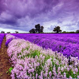 Lavender fields France wallpaper