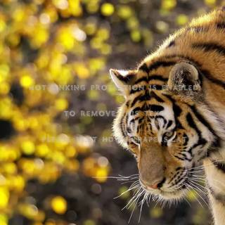 Oled lion and tiger wallpaper