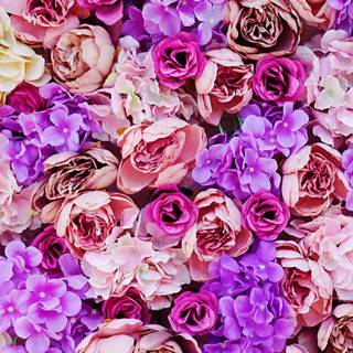 Pink iPhone 11 wallpaper