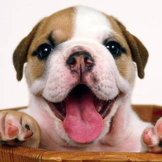 Bulldog puppies computer wallpaper