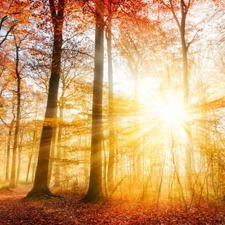 Autumn in the forest wallpaper