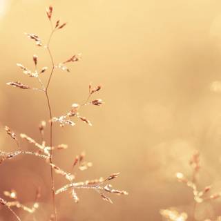 Autumn dreamy wallpaper