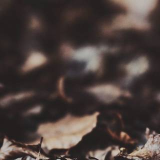 Autumn dreamy wallpaper