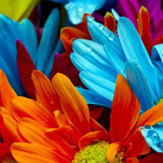 Red, orange and blue wallpaper