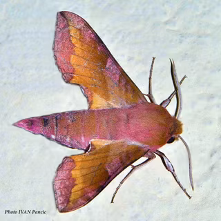 Botyodes asialis wallpaper