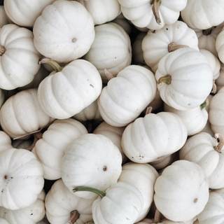 White pumpkin wallpaper