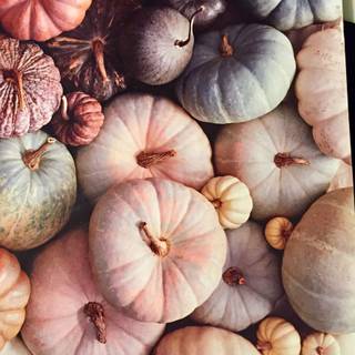 White pumpkin wallpaper