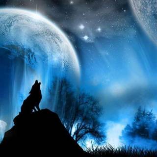 Beautiful wolves wallpaper