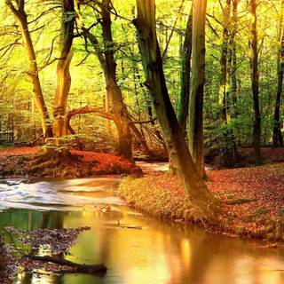 Autumn dual monitor wallpaper