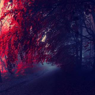 Red autumn wallpaper
