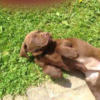 Chocolate Labrador wallpaper